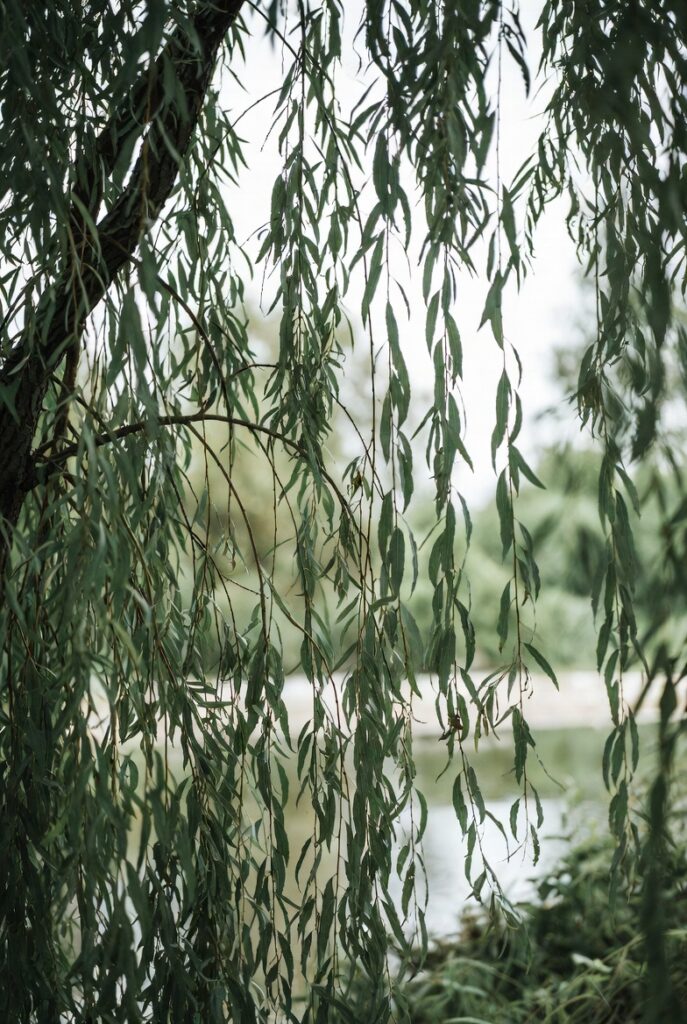 柳の木 – アスピリンの歴史的な原料